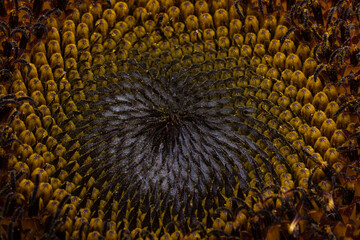 Wall Mural - background of sunflower flower close-up macro