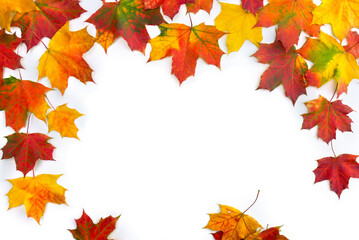 frame of autumnal maple leaves on a white background with space for text. top view, flat lay