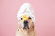 The dog is sitting on a pink background with a yellow duckling and soap bubbles. A golden retriever with a towel on his head takes a bath or a beauty treatment.