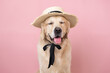 Cute dog in a straw hat on a pink background. Portrait of a golden retriever in a summer look.