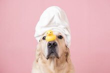 The Dog Is Sitting On A Pink Background With A Yellow Duckling And Soap Bubbles. A Golden Retriever With A Towel On His Head Takes A Bath Or A Beauty Treatment.