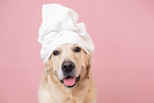 The Dog Is Sitting On A Pink Background With A Yellow Duckling And Soap Bubbles. A Golden Retriever With A Towel On His Head Takes A Bath Or A Beauty Treatment.
