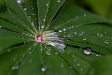 Drops Of Water On A Lupine Leaf