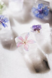 Fototapeta Kwiaty - Ice cubes with flowers