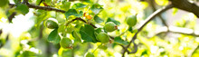 Unripe Apples On A Branch In Sunlight