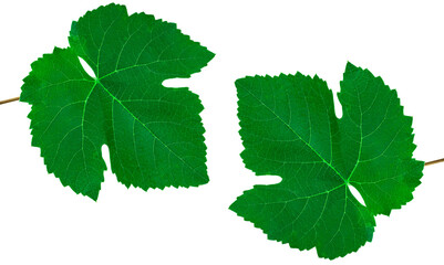 green leaf of grapes, on a white background in isolation