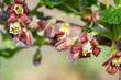 Macro shot of European gooseberry (ribes uva-crispa) blossom