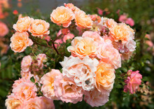 Rose Bush With Pastel Orange Roses
