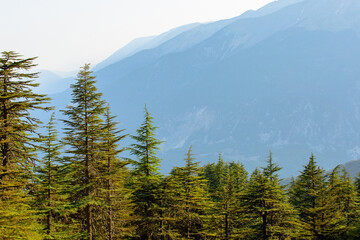 Wall Mural - Cedar trees and mountain scenery