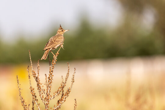 Male Crested Lark in the bush. copy space