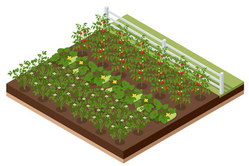 Isometric Vegetable garden. Vegetables in backyard formal garden. Vegetables growing in the garden. Eco friendly gardening