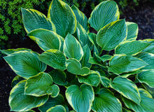 Hosta Funkia, Plantain Lilies In The Garden. Close-up Green Leaves With Light Border Background