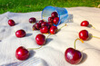 © vita - Red ripe sweet tasty cherries or cherries scattered on the light plaid, berries spilled out of the blue glass on a blanket. A picnic in nature on green grass. Harvesting the summer orchard, garden.