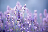 Fototapeta Lawenda - Blooming Lavender Flowers in a Provence Field Under Sunset Rays. Soft Focused Purple Lavender Flowers.