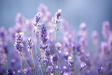 Blooming Lavender Flowers In A Provence Field Under Sunset Rays. Soft Focused Purple Lavender Flowers.