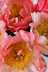 Wall Mural - Macro shot of beautiful pink peony blossoms. Festive background with petal patterns of fully open flower buds. Copy space, close up, top view, backdrop, cropped image.