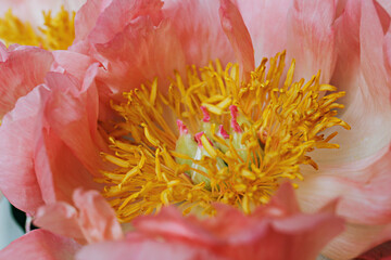 Wall Mural - Macro shot of beautiful pink peony blossoms. Festive background with petal patterns of fully open flower buds. Copy space, close up, top view, backdrop, cropped image.