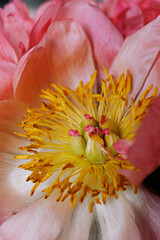 Wall Mural - Macro shot of beautiful pink peony blossoms. Festive background with petal patterns of fully open flower buds. Copy space, close up, top view, backdrop, cropped image.