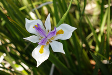 Close Up Of Single White African Iris Flower