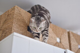 Fototapeta  - クローゼットの上に登ってイタズラをする猫