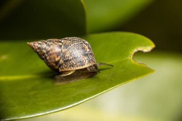 Wall Mural - Small everglades Mangrove Snail on a leaf