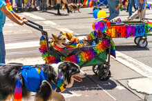 Two corgis being carried in a cart at the Pride Parade.