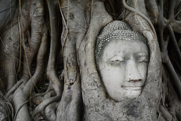 Wall Mural - buddha head in the tree