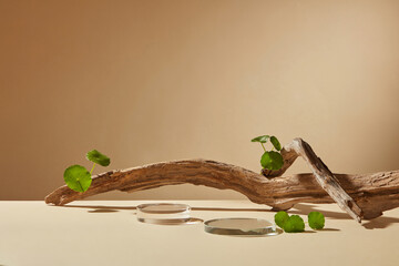 front view of centella asiatica decorated with transparent podium branch tree in brown background