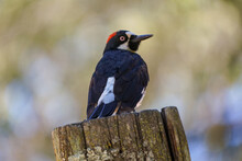 Acorn Woodpecker (Melanerpes Formicivorus)  Sitting On A Post In The Santa Cruz Mountains, California