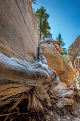 Wall Mural - Lick Wash, a Canyon in the White Cliffs of  the Grand Staircase, Utah