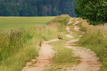 Two hares sitting on dirt road in calm and peaceful landscape without people