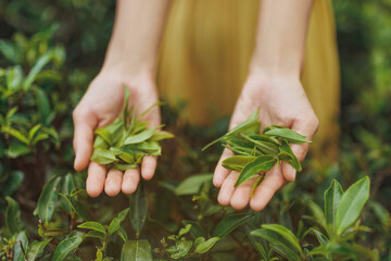 Wall Mural - Close-up female hands holding fresh tea leaves near tea bush in front of tea plantation. High quality advertising photo