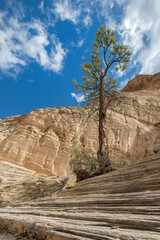 Wall Mural - Lick Wash, a Canyon in the White Cliffs of  the Grand Staircase, Utah