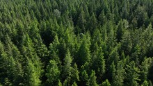 Overhead Aerial Shot Of A Lush Green Forest In Washington State.