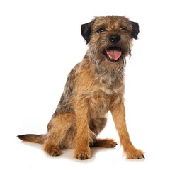 Wall Mural - Border terrier dog isolated on white background