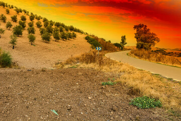 Sticker - Mysterious olive grove in Spain