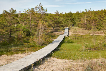 Wall Mural - Aerial view of the Baltic sea shore on a sunny day. Modern wooden pathway (boardwalk). Pine trees. Beach, sand dunes, dune grass. Clear sky. Nature, vacations, eco tourism, hiking, healthy lifestyle