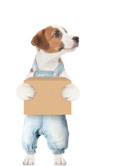Poster - Jack russell terrier puppy wearing overalls holds big box and looks away on empty space. isolated on white background