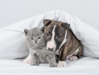 Friendly Miniature Bull Terrier puppy embraces kitten under warm white blanket on a bed at home