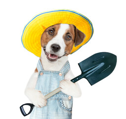 Poster - Jack russell terrier puppy farmer wearing overalls and summer hat holds shovel. isolated on white background