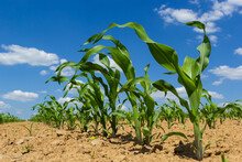 Closeup Of Green Corn Sprouts Planted In Neat Rows Against A Blue Sky. Copy Space, Space For Text. Agriculture