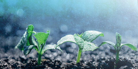 Wall Mural - Vintage seedling growing on the ground in the rain.