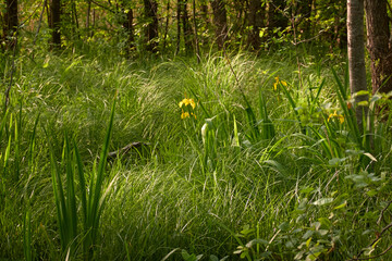 Wall Mural - Forest floor of blooming wild yellow iris flowers. Atmospheric summer landscape. Nature, environmental conservation, ecology, ecosystems