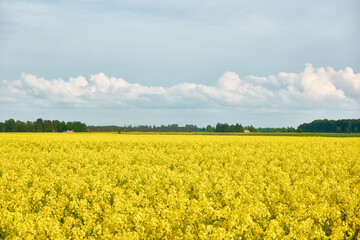 Poster - Rural landscape. Blooming yellow rapeseed field on a clear sunny summer day. Dramatic blue sky. Floral texture, background. Agriculture, biotechnology, fuel, food industry, alternative energy, nature