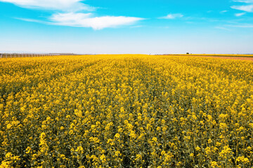 Fotomurales - Wide angle landscape shot of blooming canola rapeseed field on sunny spring day