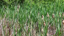 Cattails In A Pond Moving In The Wind, Also Called Bulrush, Typha Latifolia Or Rohrkolben