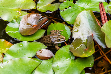 Wall Mural - Rana ridibundus frog (Pelophylax ridibundus) sits among green pitcher leaves in garden pond. Blurred background. Selective focus. Close-up of rana ridibunda frog in natural habitat.