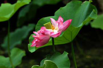 Wall Mural - Blossoming lotus flowers