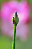 Fototapeta Tulipany - Blossoming lotus flowers	