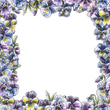 Seamless Texture Of Pansies Fancy Flowers Pattern Frame, Border On White Background. Top View. Copyspace